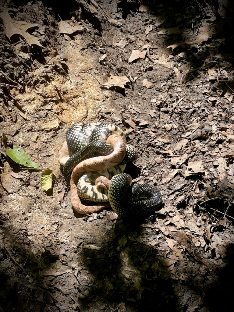 King snake eating a copperhead